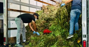 DNCD destruye 15 mil matas de marihuana sembrada en San José de Ocoa