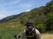 San José de Ocoa: los cultivos de marihuana