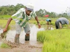 Oliverio Espaillat: “En nuestra gestión no ha sido necesario importar un solo quintal de arroz”