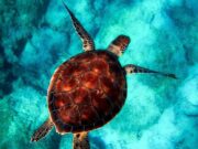 República Dominicana tiene más del 30 por ciento de su área marina bajo protección