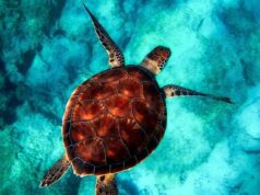 República Dominicana tiene más del 30 por ciento de su área marina bajo protección
